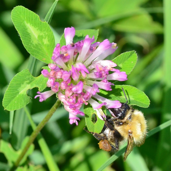 Apidae: Bombus (Thoracobombus) pascuorum